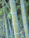 bamboo.jpg (28509 bytes)