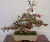 berry-bonsai.jpg (19912 bytes)