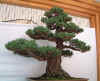 cool-bonsai.jpg (22313 bytes)