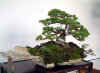 cool-pot-bonsai.jpg (21594 bytes)