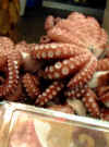 octopus.jpg (24859 bytes)