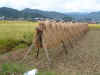 rice-drying.jpg (26457 bytes)