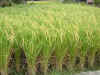 rice.jpg (37820 bytes)